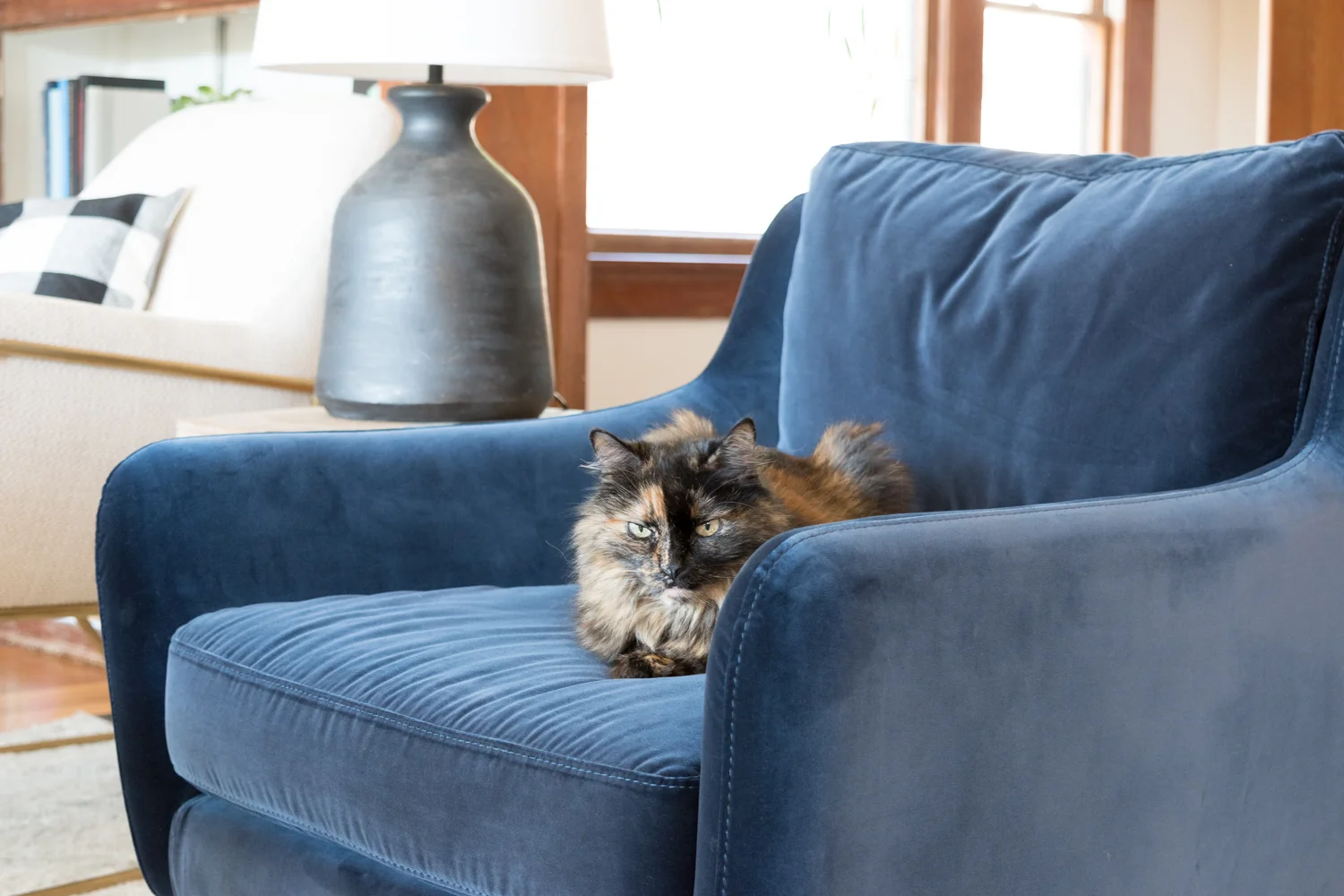 Article clearance velvet chair